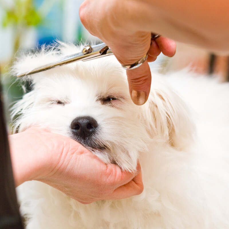 Pet Grooming in Green Cove Springs, FL Green Cove Animal Hospital